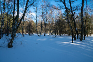 A snowy clearing in the forest