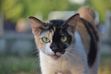 Siam cat or Thai cat sitting and lying under the tree, soft and selective focus.