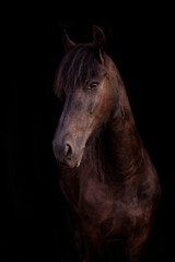 Koń fryzyjski na czarnym tle - obrazy, fototapety, plakaty