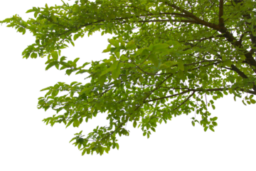 Green leaf or branch isolated on white background.