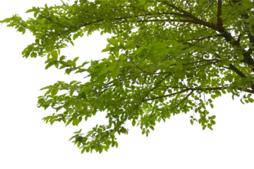 Fotobehang Green leaf or branch isolated on white background. © Parichart