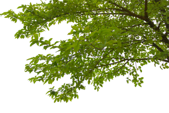 Green leaf or branch isolated on white background.
