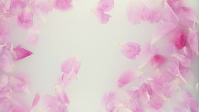 Pink peony in milk water. Beauty spa and wellness treatment with flower petals in bath with milk. The concept of purity, tenderness, freshness, youth. Summer mood. Copy space, flat lay.