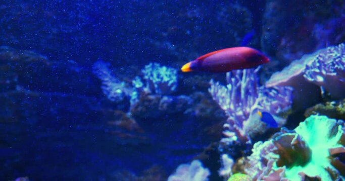 red-eyed wrasse or fairy wrasse swimming in slow motion
