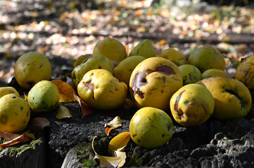 東京の秋の風景　切り株の上に置かれたカリンの実
