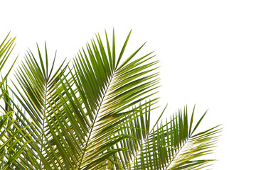 green coconut leaf or tree branch isolated on white background.