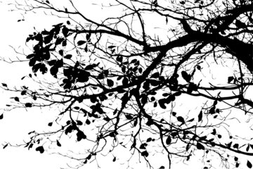 Silhouette tree branch isolated with white background.