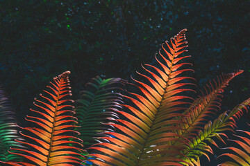 Sunlight and shadow on surface of colorful autumn fern leaves are blooming on dark greenery background in botanical garden