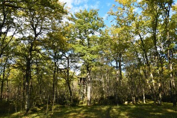 Turkey oak (Quercus cerris) forest with a watch tower bellow the trees - obrazy, fototapety, plakaty