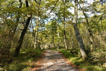 Gravel road leading through a turkey oak (Quercus cerris) forest bellow Monte Lanaro - obrazy, fototapety, plakaty