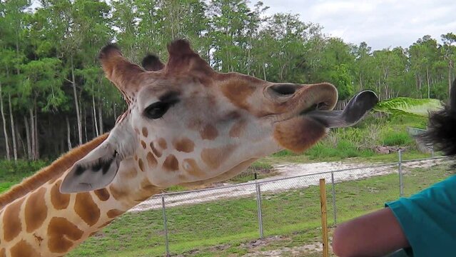 A giraffe stretching for eating lettuce with its tongue out. Palm Springs in Palm Beach, Florida, United States.