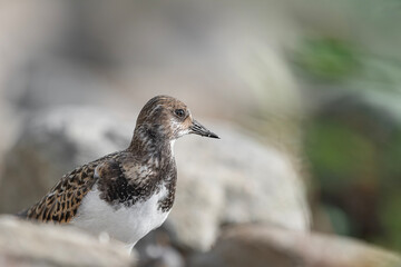 Fine art portrait of Ruddy turnstone (Arenaria interpres)