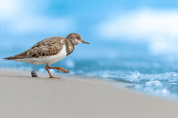 Ruddy turnstone on the beach, fine art portrait (Arenaria interpres)