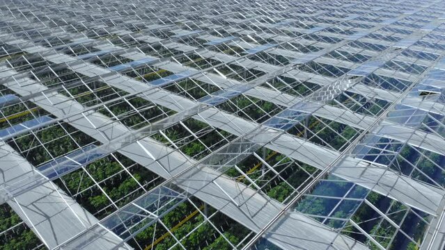 Aerial View Flying Over Large Greenhouse With Vegetables, Greenhouse With Transparent Glass Roof. Modern High-tech Greenhouse View From Above. Aerial View Large Industrial Technology Greenhouses.