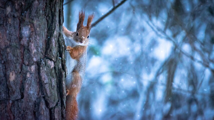 Little red squirrel sitting on the tree in winter. Wild animal in nature. Cute animal in the park. Snowy weather