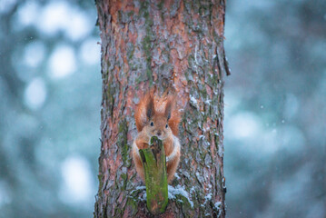 Little red squirrel sitting on the tree in winter. Wild animal in nature. Cute animal in the park. Snowy weather