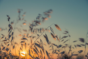 Oat plant macro at sunset	
