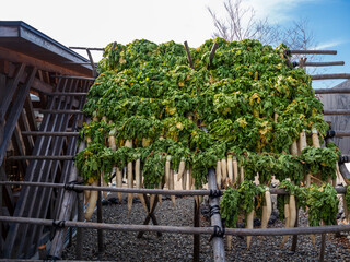 干してある大根
