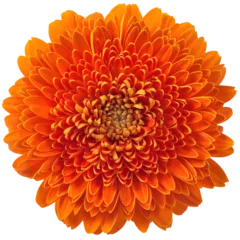 Zelfklevend Fotobehang PNG Gerbera flower head isolated transparent background Orange bloom © LiliGraphie