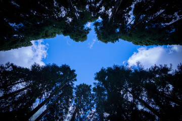 森の中に現れた大き鳥