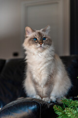 Fototapeta premium Il gatto sacro di Birmania, una meravigliosa creatura