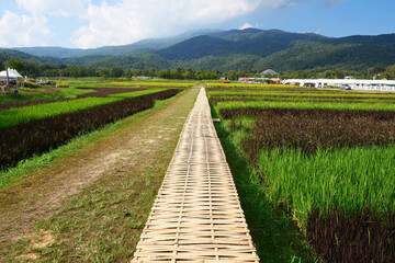 Red rice plants or rice berry pink leaves in organic rice paddy fields.