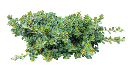 Fototapeta premium Tropical plant flower bush shrub tree isolated on white background with clipping path