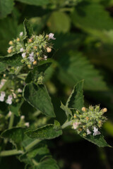 inflorescences leaves and a stalk of melissa on a summer day in a garden bed
