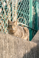 塀の上の猫