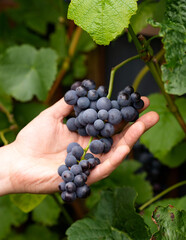 close-up man picking ripe red wine grapes on vine in vineyard