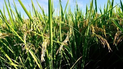 収穫間際の稲穂が垂れる水田の秋の昼間の風景