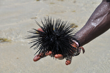 Sea urchin in the palm of your hand.
