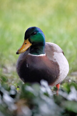 Duck