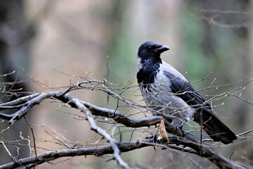 Crow