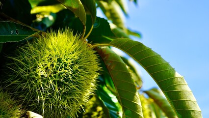 たわわに実った青い栗の木