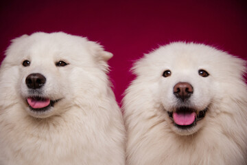 Two smiling dogs with their tongues hanging out on a burgundy background. Cute dogs of the Samoyed breed.