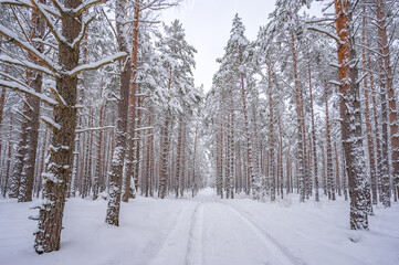 Snowy landscape in a forest at winter