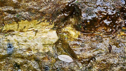 群生している青い朝顔