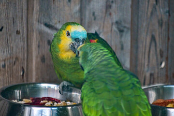 Blaustirnamazone (Amazona aestiva) oder Gelbflügelblaustirnamazone frisst Futter aus einem Napf im...