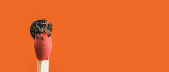 Jumping spider on top of a match, one color orange background, high detail macro photography, isolated