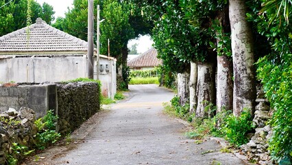 沖縄県伊是名島のフクギの並木道