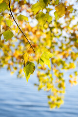 Obraz premium Yellow leaves on the background of a river or lake.