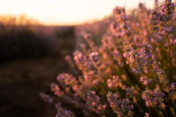 French lavender blossom field at sunset.