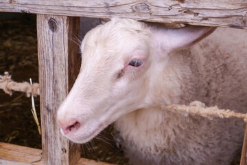 千葉マザー牧場の優しい目をした白い羊