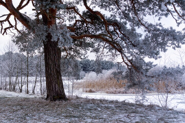 Piękno zimowego krajobrazu Doliny Narwi, Podlasie, Polska