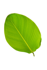 Tropical foliage isolated on white background
