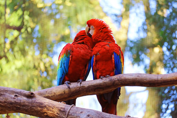 A Romantic Scarlet Macaw Preening Its Partner on the Tree, Foz do Iguacu, Brazil, South America