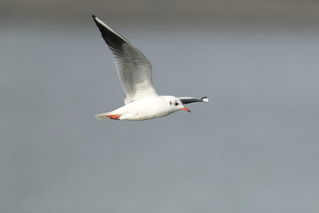 black headed gull in a sea