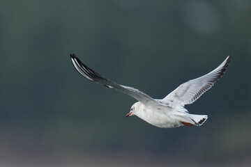 black headed gull in a sea