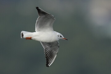 black headed gull in a sea